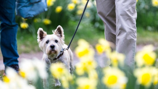 A Yorkshire Terrier walking down a path lined with daffodils at Beningbrough Hall, North Yorkshire